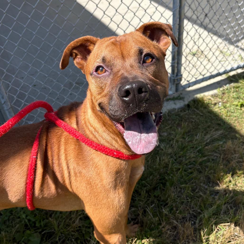 Enlarge Zeus, a Adoptable mixed breed in Marion, VA image 3/6