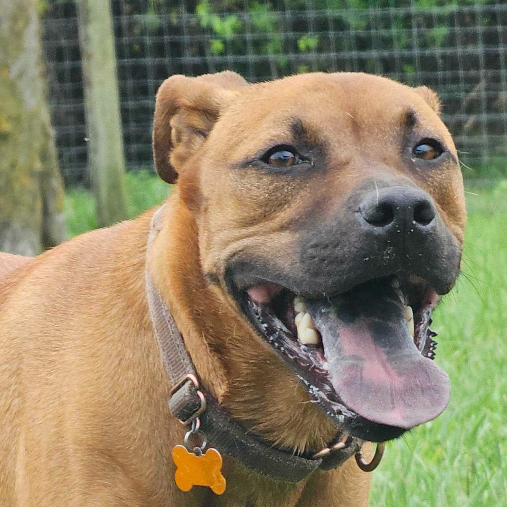 Enlarge Zeus, a Adoptable mixed breed in Marion, VA image 1/5