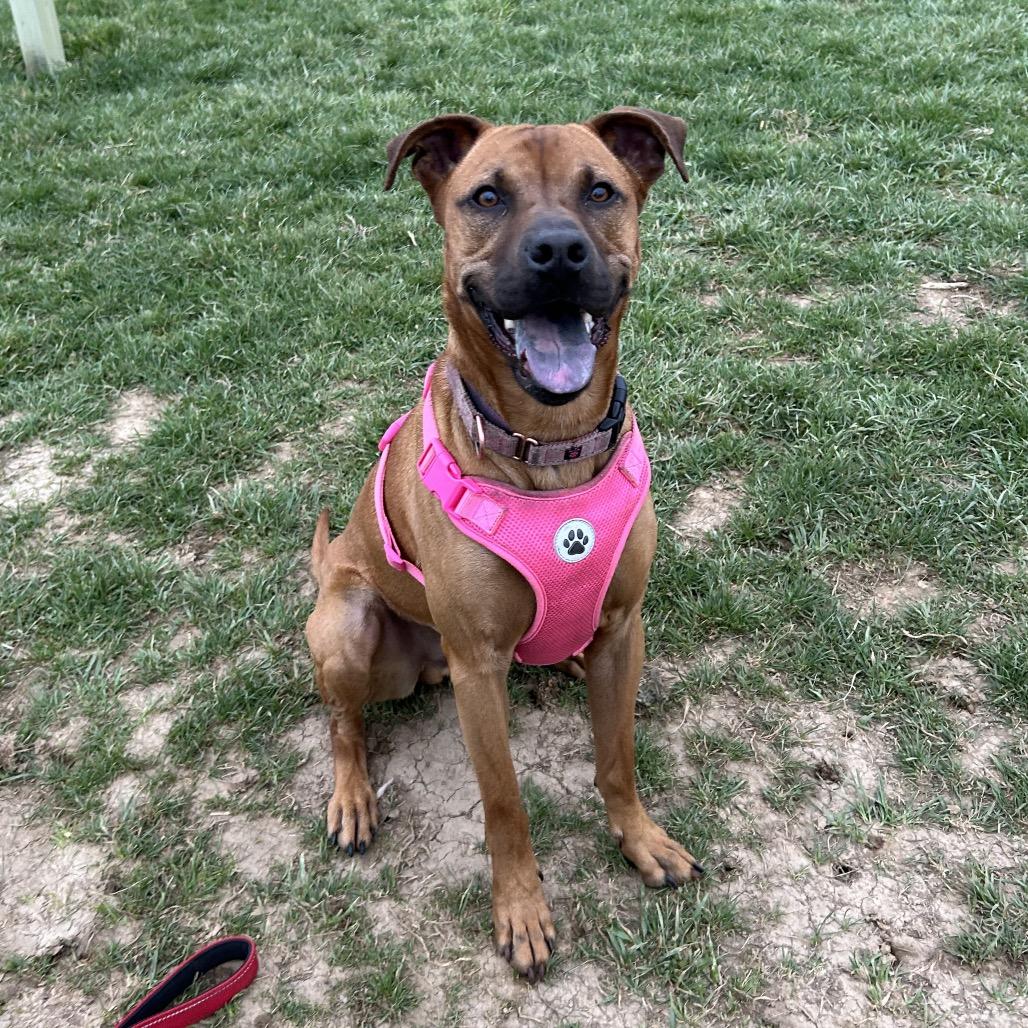 Zeus, Adoptable, Adult Male Boxer & Terrier.
