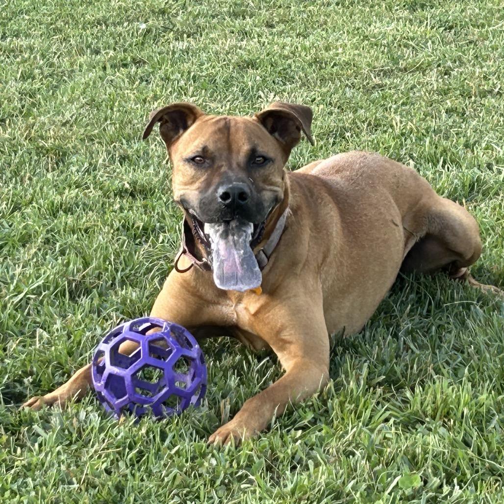Enlarge Zeus, a Adoptable mixed breed in Marion, VA image 1/6