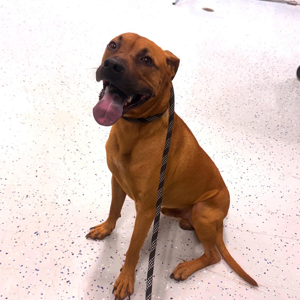 Enlarge Zeus, a Adoptable mixed breed in Marion, VA image 5/6