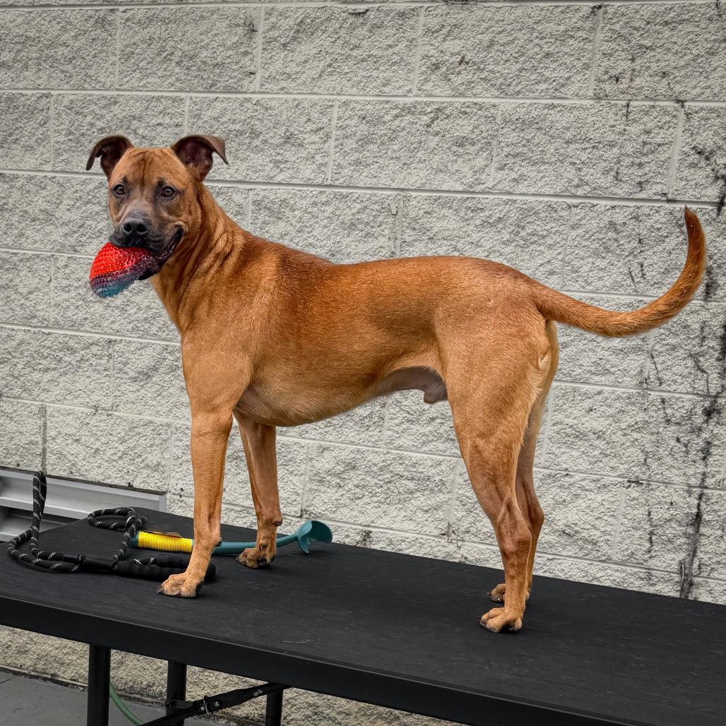 Enlarge Zeus, a Adoptable mixed breed in Marion, VA image 6/6