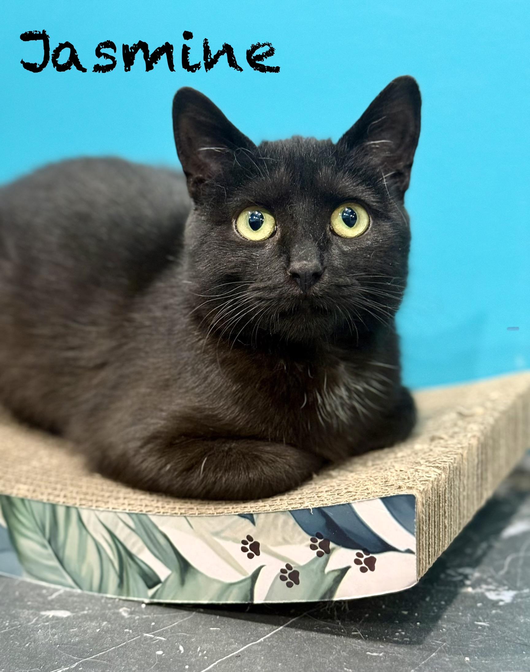 Jasmine, ADOPTABLE, Kitten Female Domestic Short Hair.