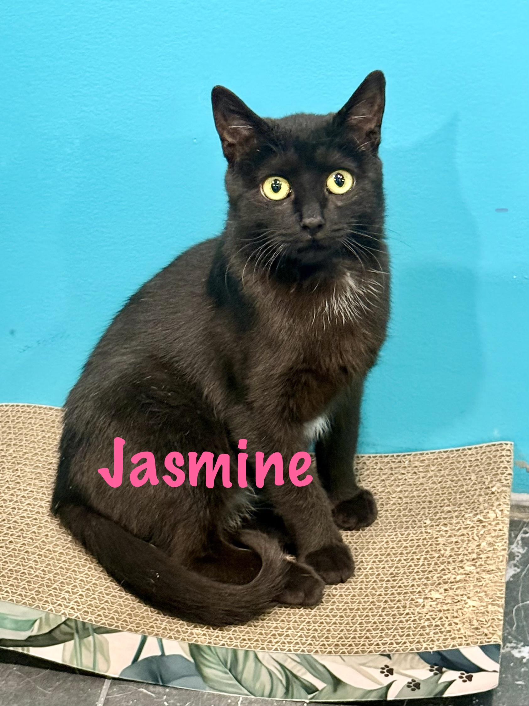 Enlarge Jasmine, a ADOPTABLE Domestic Short Hair in Frewsburg, NY image 3/4