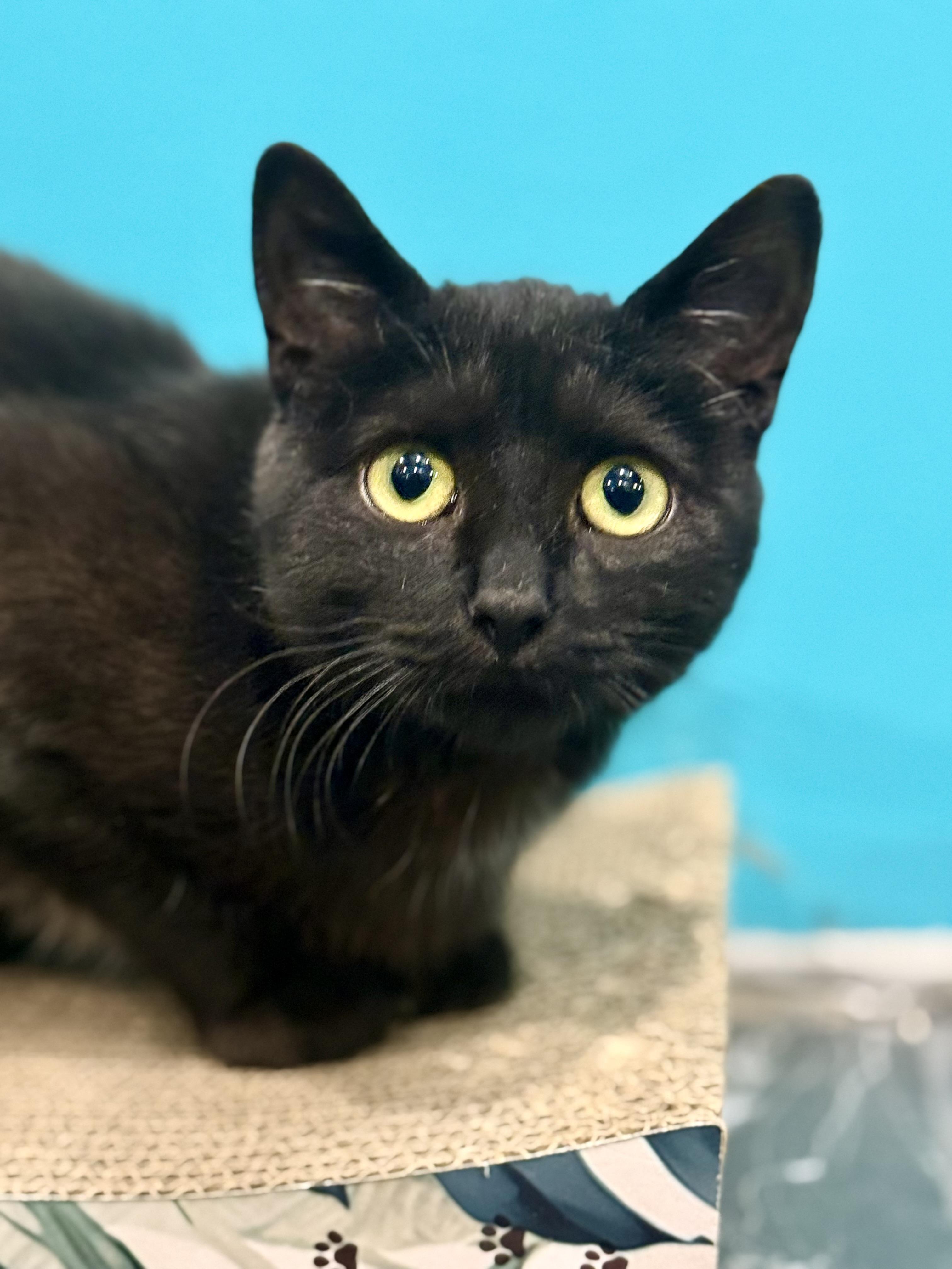 Enlarge Jasmine, a ADOPTABLE Domestic Short Hair in Frewsburg, NY image 4/4