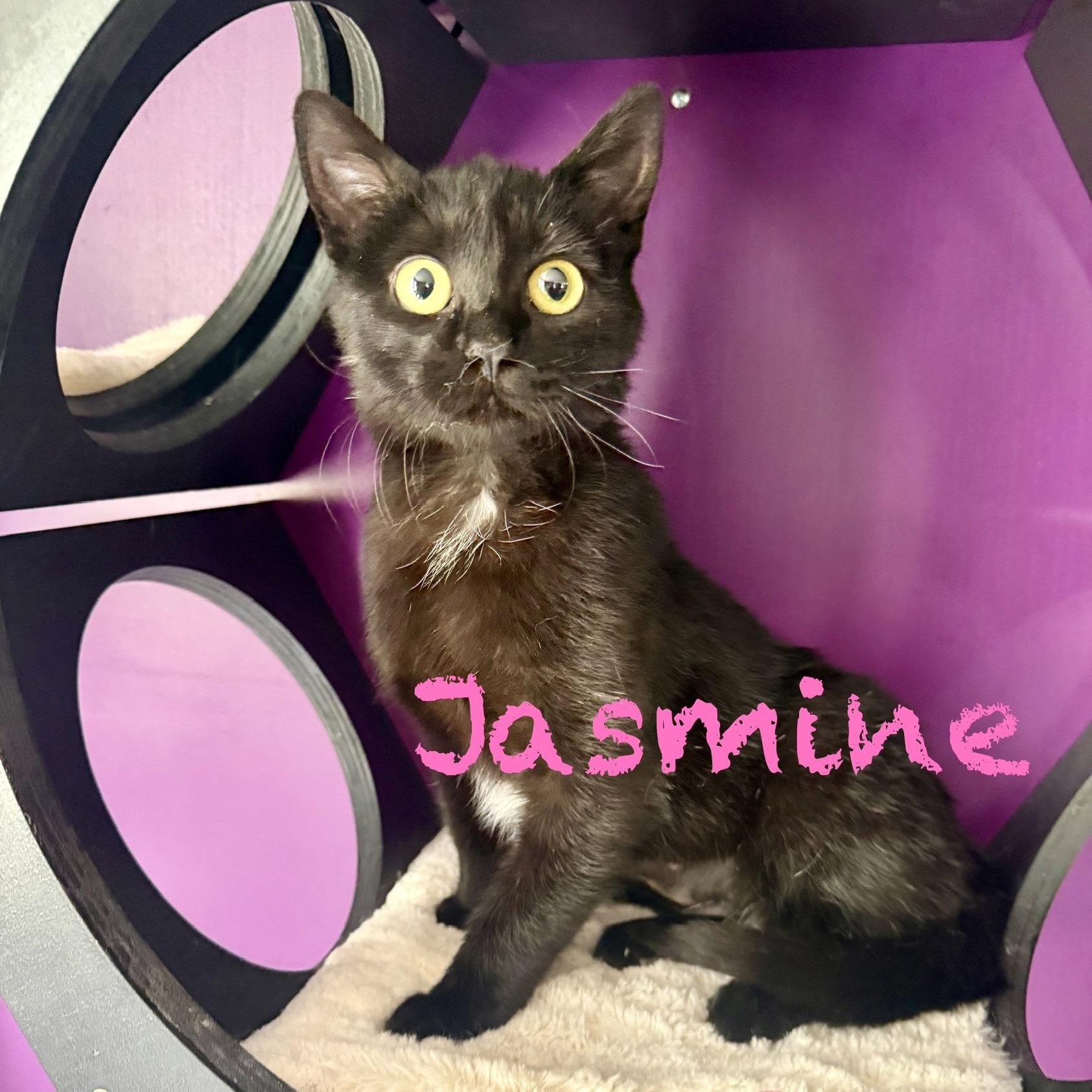 Enlarge Jasmine, a ADOPTABLE Domestic Short Hair in Frewsburg, NY image 2/4