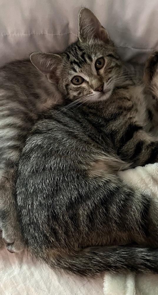 Enlarge Boober, a Adoptable Domestic Short Hair in Orlando, FL image 5/5