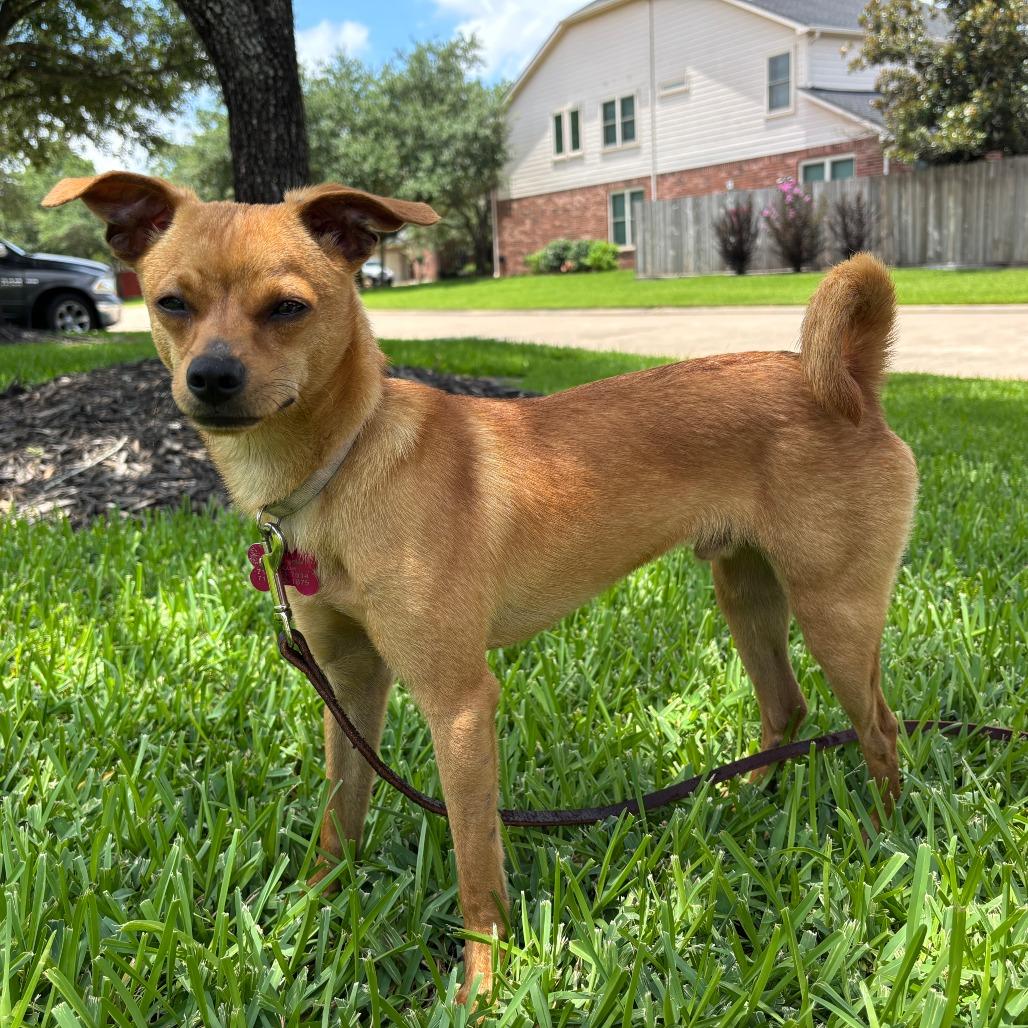 Tom, Adoptable, Young Male Chihuahua & Mixed Breed.