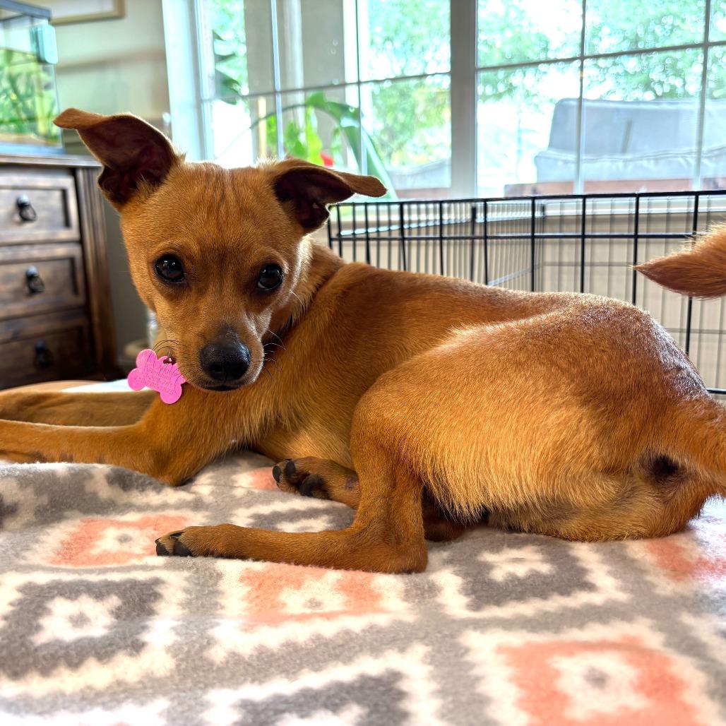 Tom, a Adoptable mixed breed in Houston, TX image 2/6