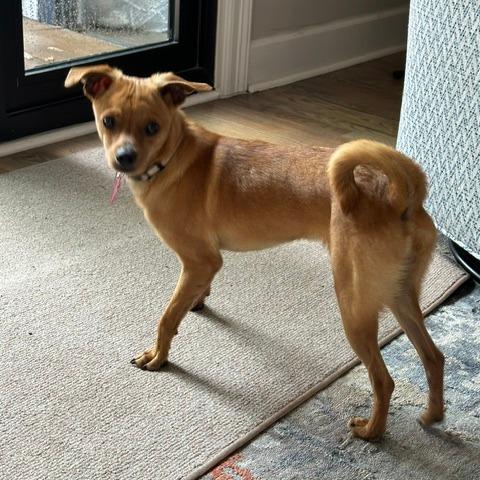 Tom, a Adoptable mixed breed in Houston, TX image 3/6