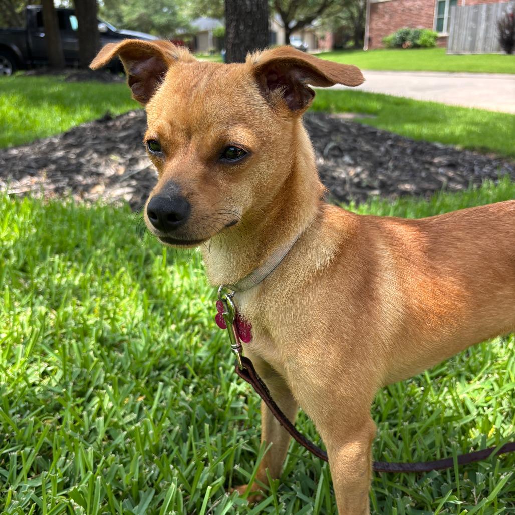 Tom, a Adoptable mixed breed in Houston, TX image 4/6
