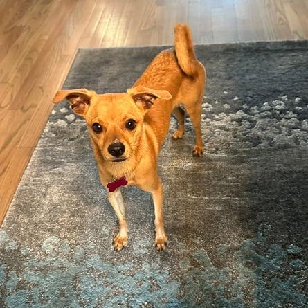 Tom, a Adoptable mixed breed in Houston, TX image 5/6