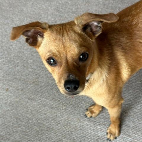 Tom, a Adoptable mixed breed in Houston, TX image 6/6