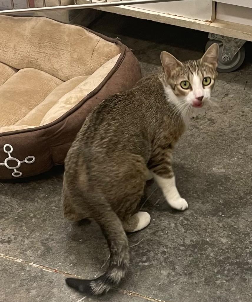 Monica, Adoptable, Young Female Domestic Short Hair.