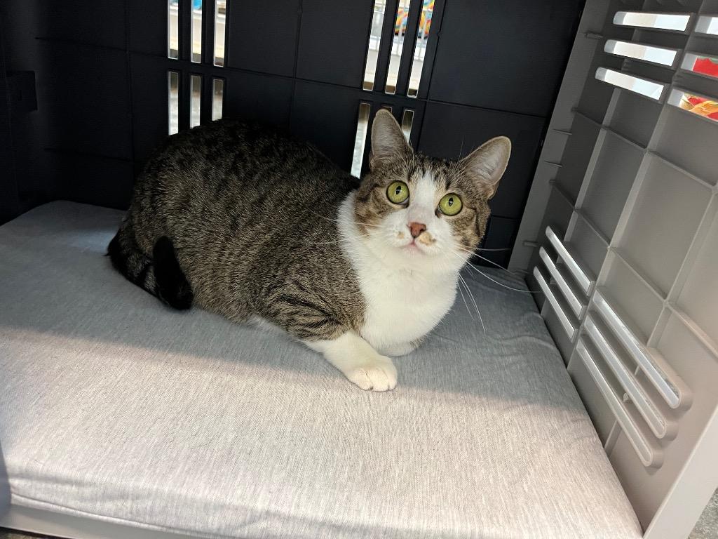 Enlarge Monica, a Adoptable mixed breed in Neosho, MO image 2/6