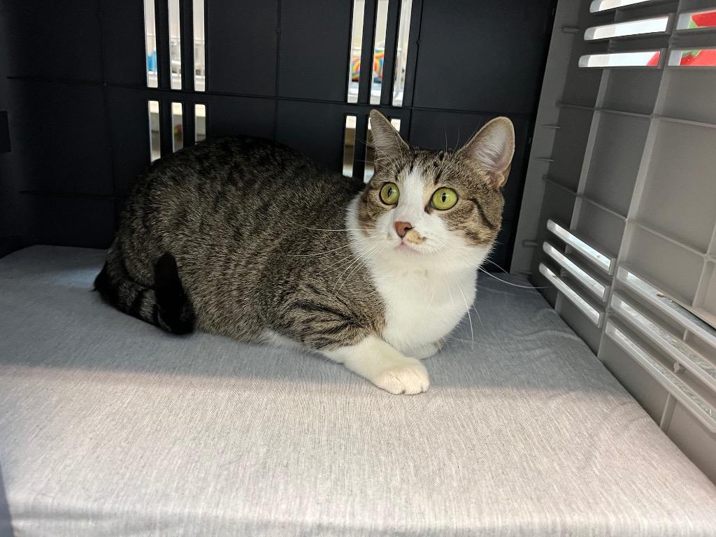 Enlarge Monica, a Adoptable mixed breed in Neosho, MO image 3/6