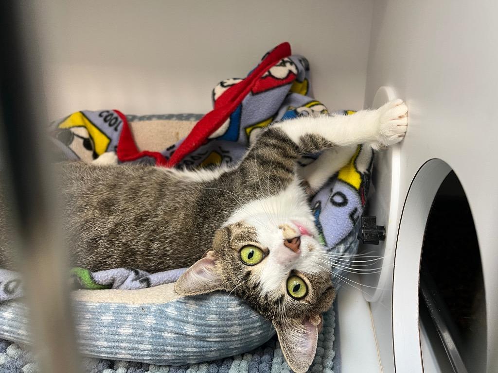 Enlarge Monica, a Adoptable mixed breed in Neosho, MO image 5/6