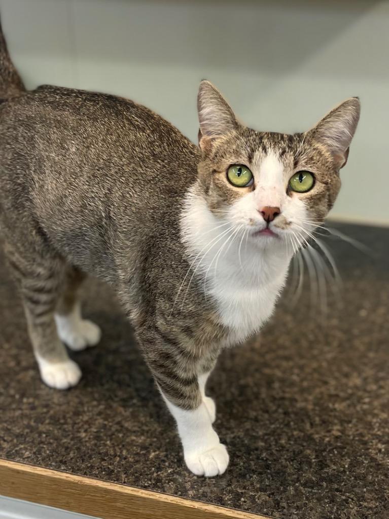 Enlarge Monica, a Adoptable mixed breed in Neosho, MO image 6/6