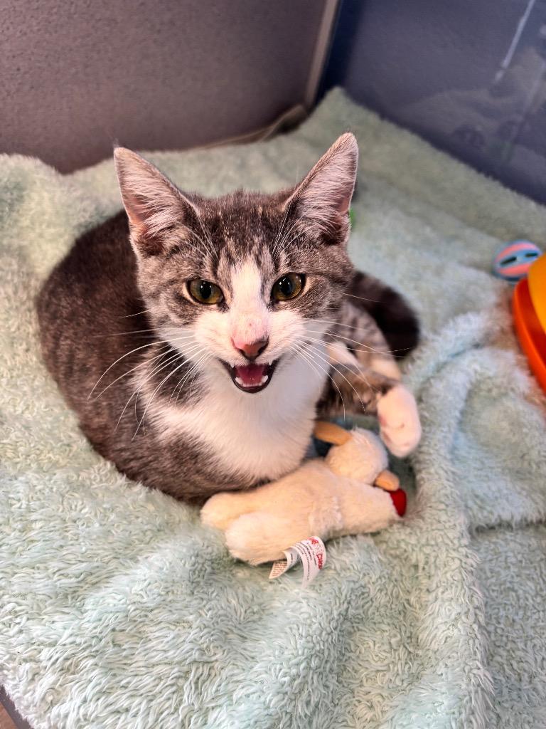 Gnocci, Adoptable, Kitten Female Domestic Short Hair.