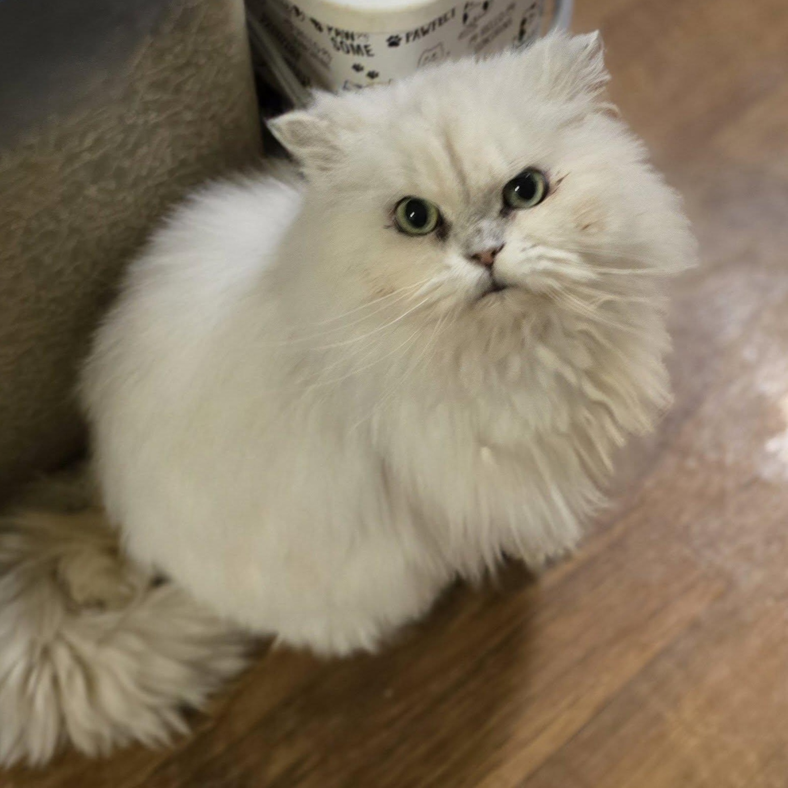 Enlarge Riva (declawed), an adopted Persian in Huntington, NY image 1/3