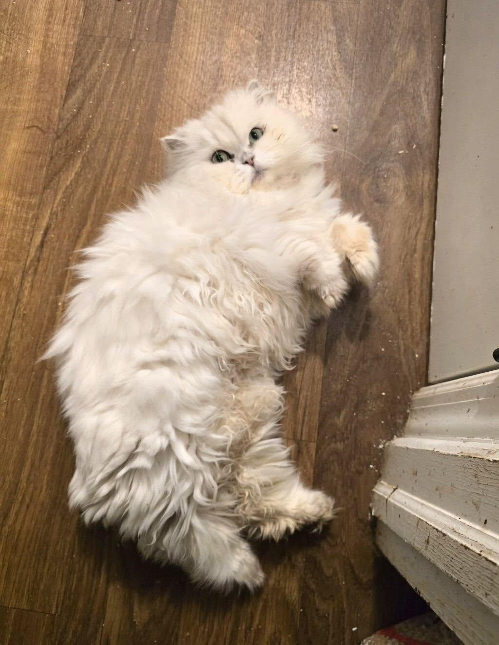 Enlarge Riva (declawed), an adopted Persian in Huntington, NY image 2/3