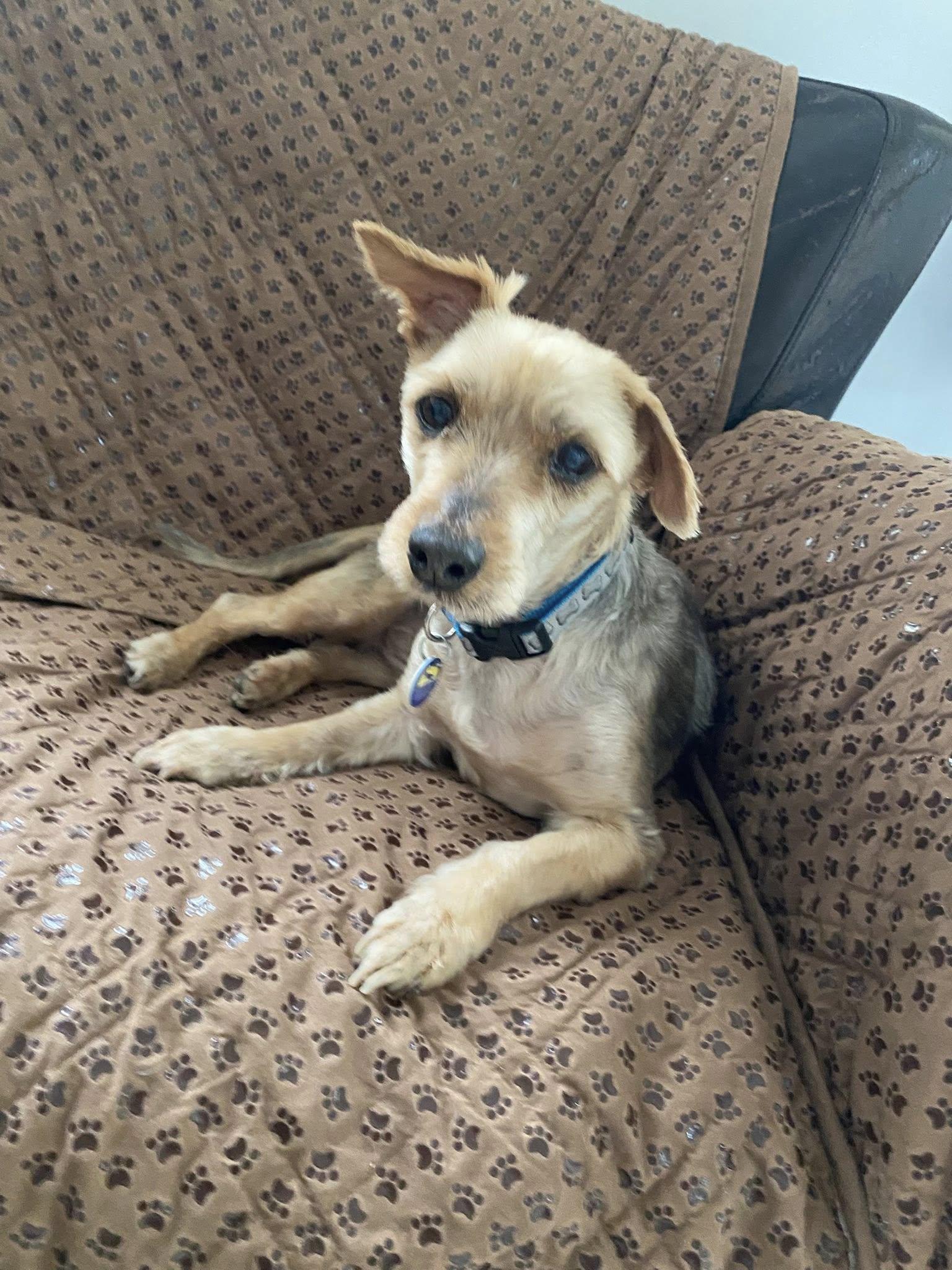 Enlarge Mayo, an adoptable mixed breed in Severn, MD image 5/5