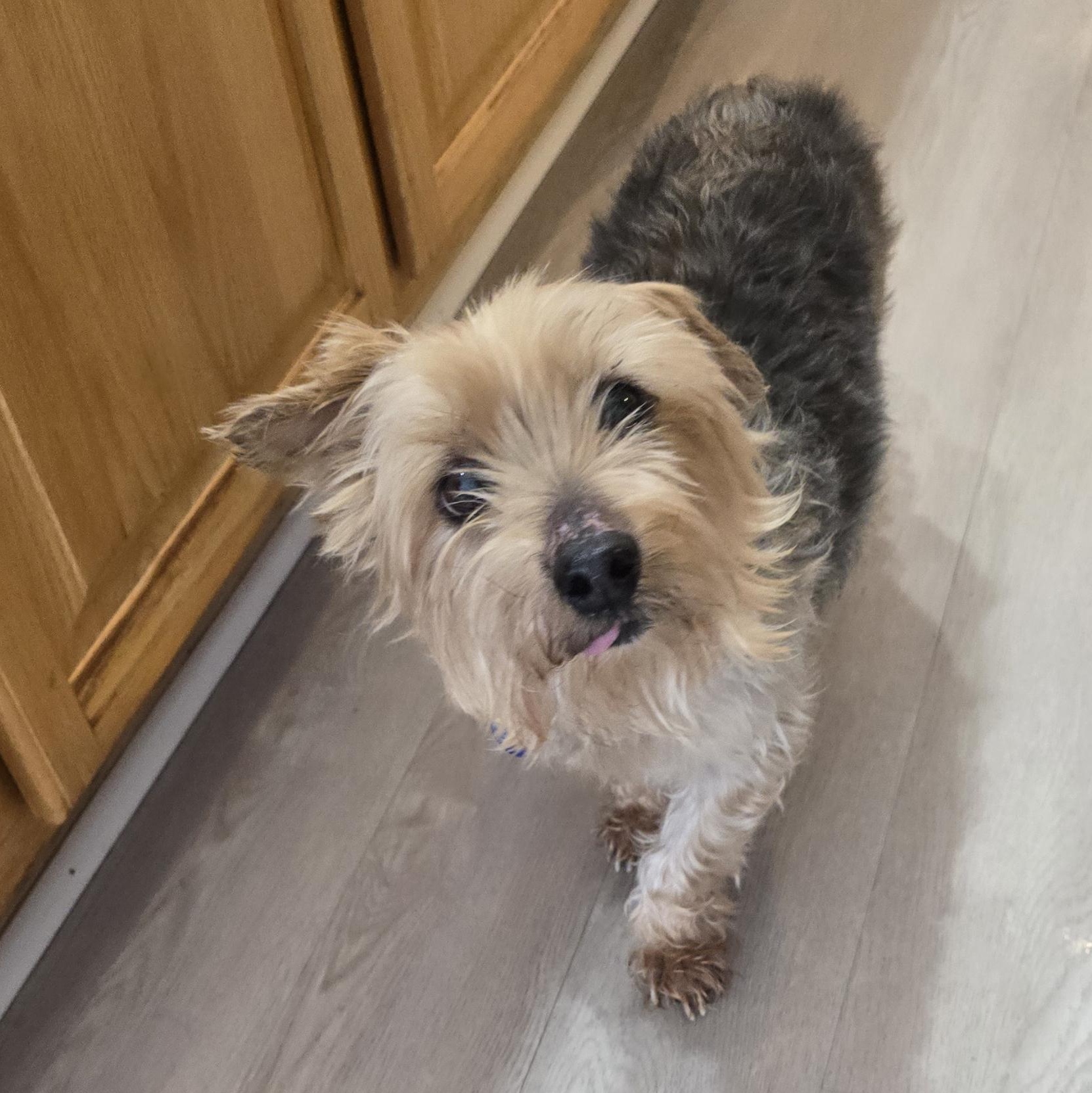 Enlarge Mayo, an adoptable mixed breed in Severn, MD image 2/5