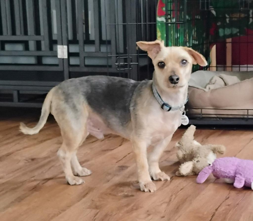 Enlarge Mayo, an adoptable mixed breed in Severn, MD image 4/5