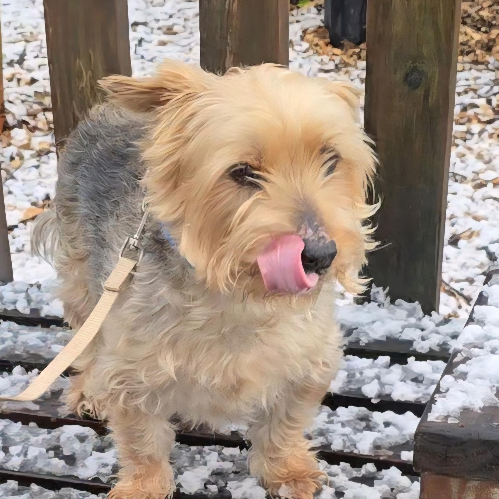 Enlarge Mayo, an adoptable mixed breed in Severn, MD image 3/5