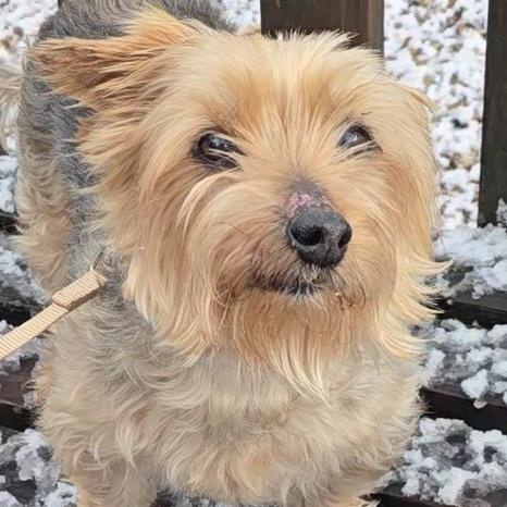 Mayo, adoptable, Adult Male Terrier.