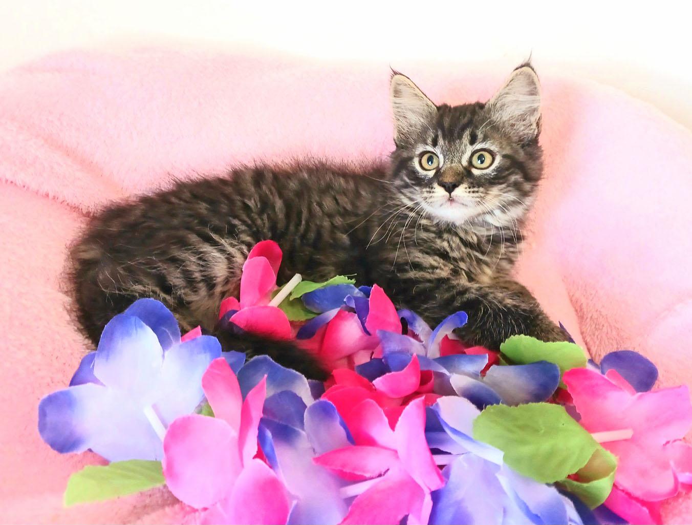 Vanessa Belle, an adopted mixed breed in Mesa, AZ image 1/3