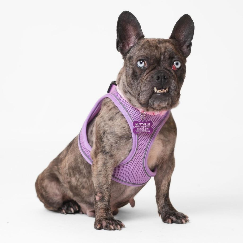 Vine 13851, Adoptable, Senior Female French Bulldog.