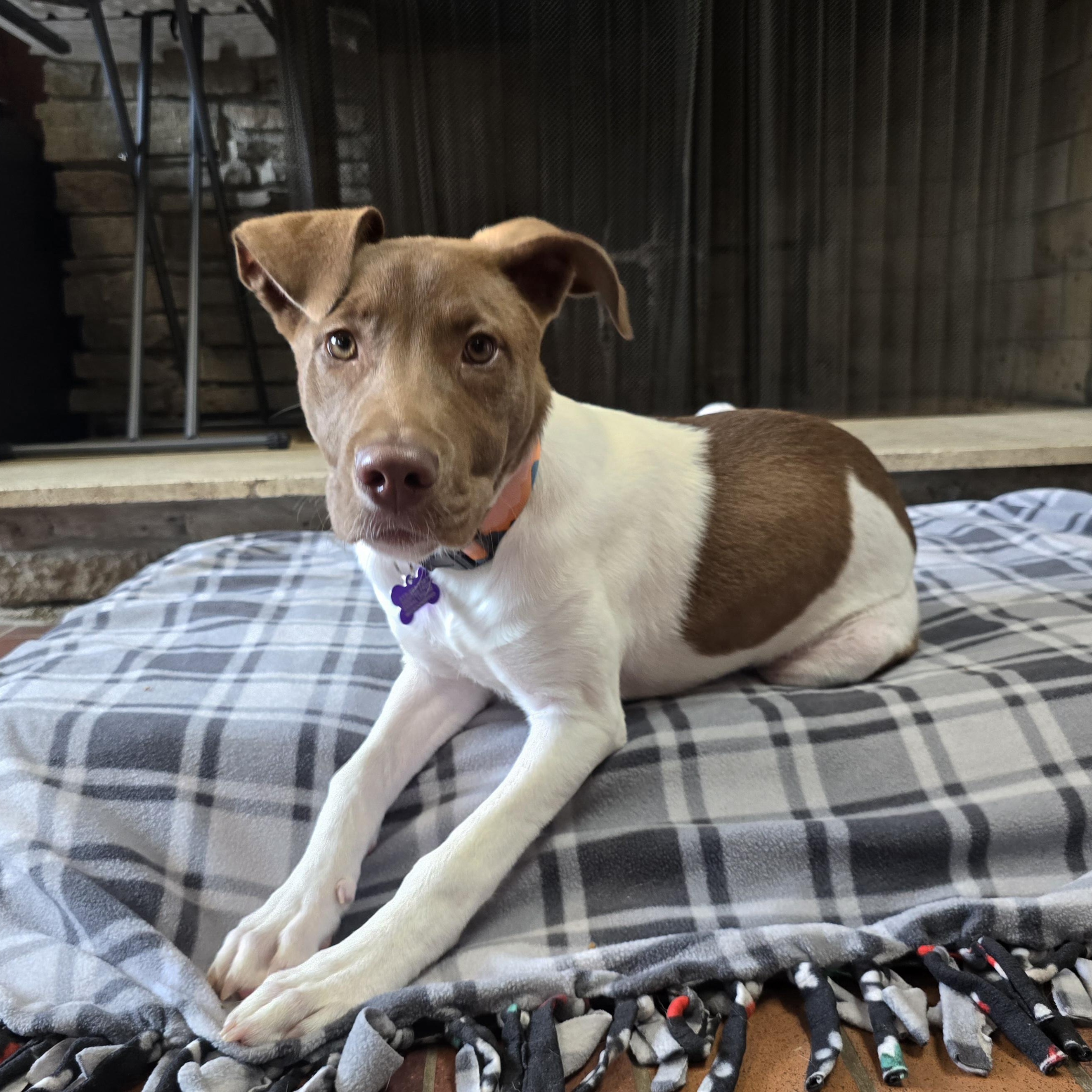 Enlarge Clover, an adoptable mixed breed in Des Moines, IA image 3/3