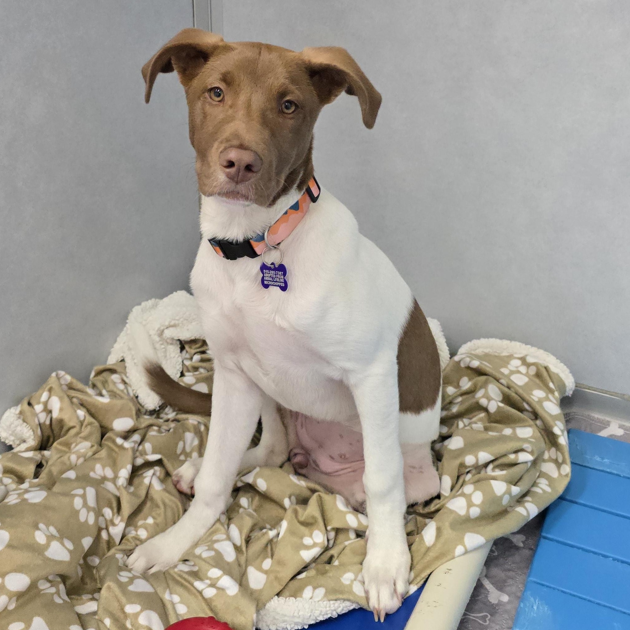 Enlarge Clover, an adoptable mixed breed in Des Moines, IA image 2/3