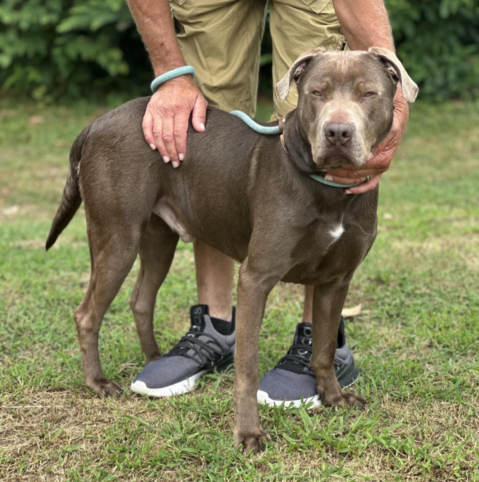 Dog available for adoption - (865) 659-5361