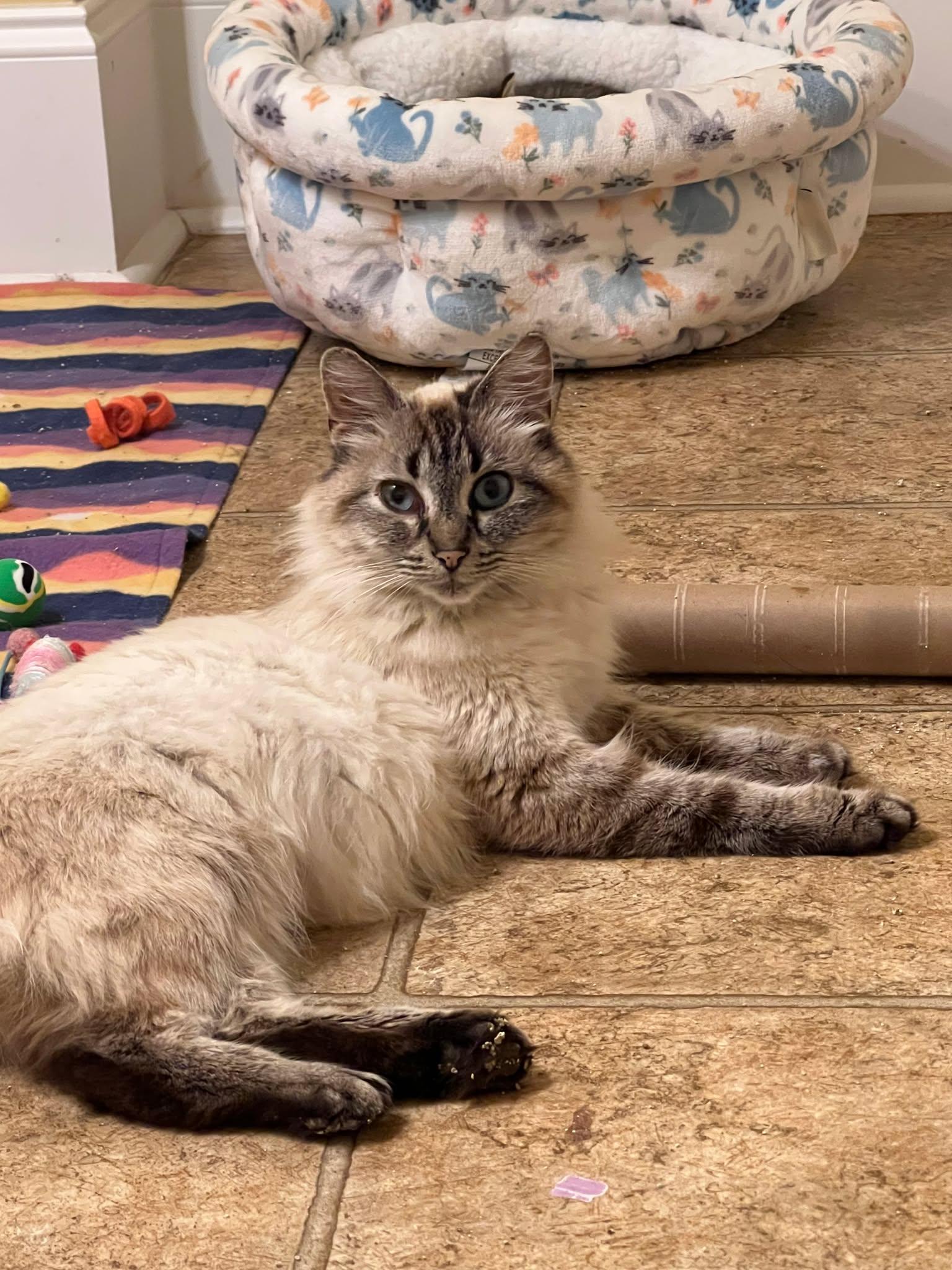 Enlarge Venus, a ADOPTABLE Siamese in Wilmington, NC image 1/1