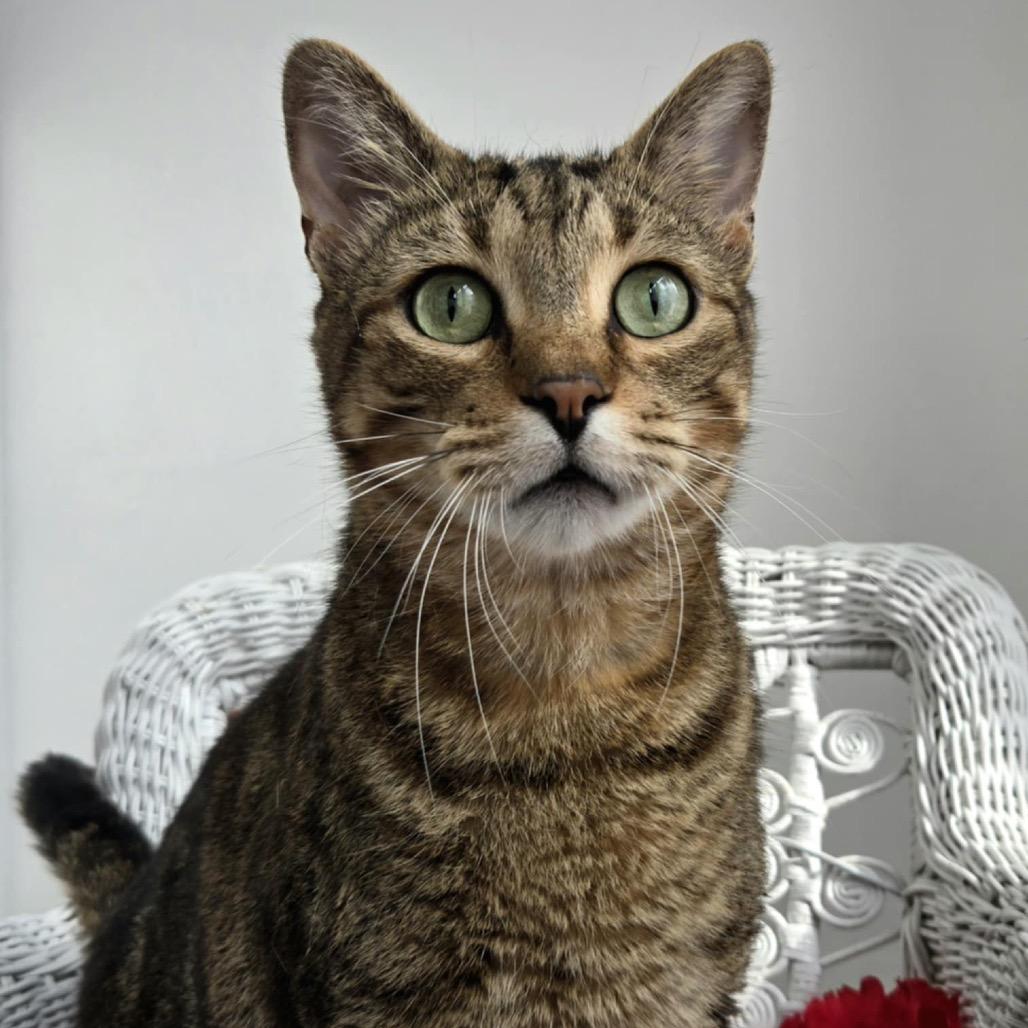 Henry Hastings photo 1