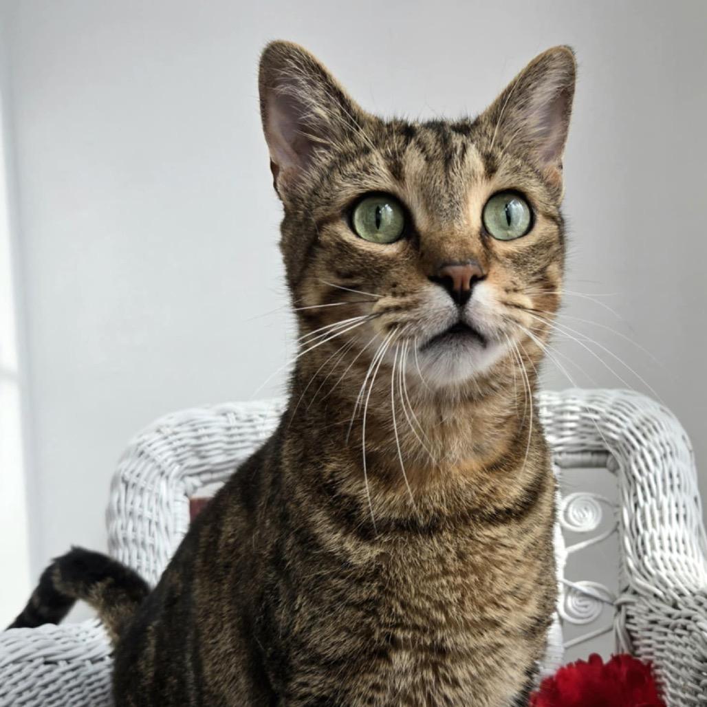 Henry Hastings thumbnail 5