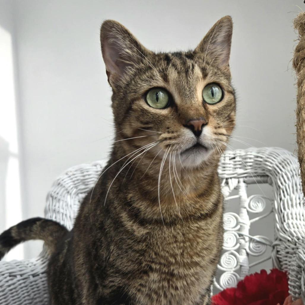 Henry Hastings thumbnail 2