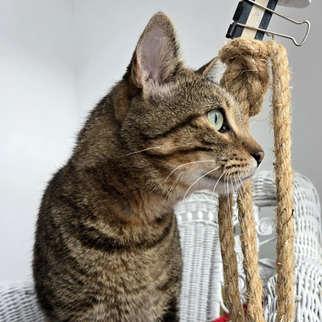 Henry Hastings thumbnail 3