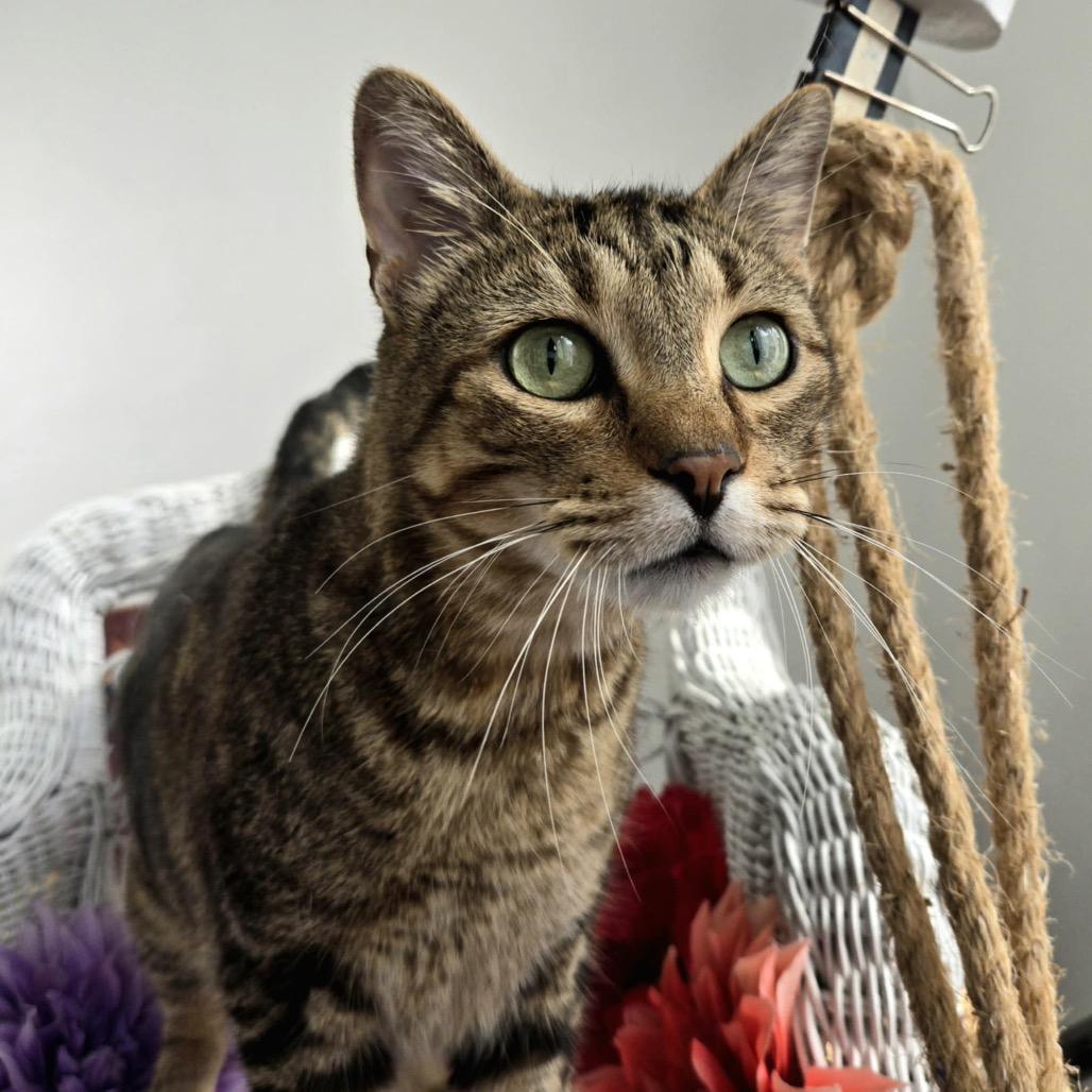 Henry Hastings thumbnail 4