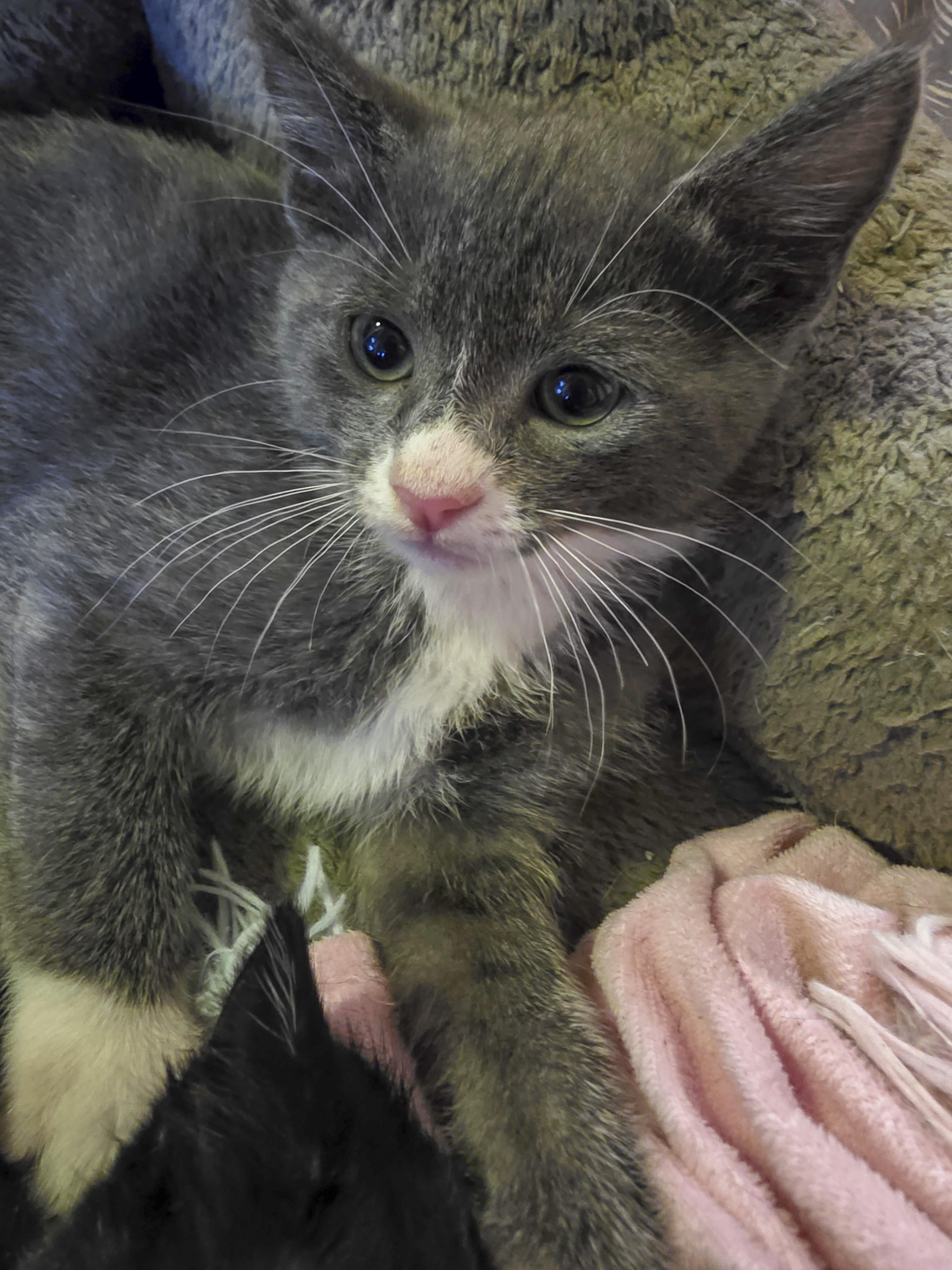 Liam, a Adoptable mixed breed in Vallejo, CA image 4/4