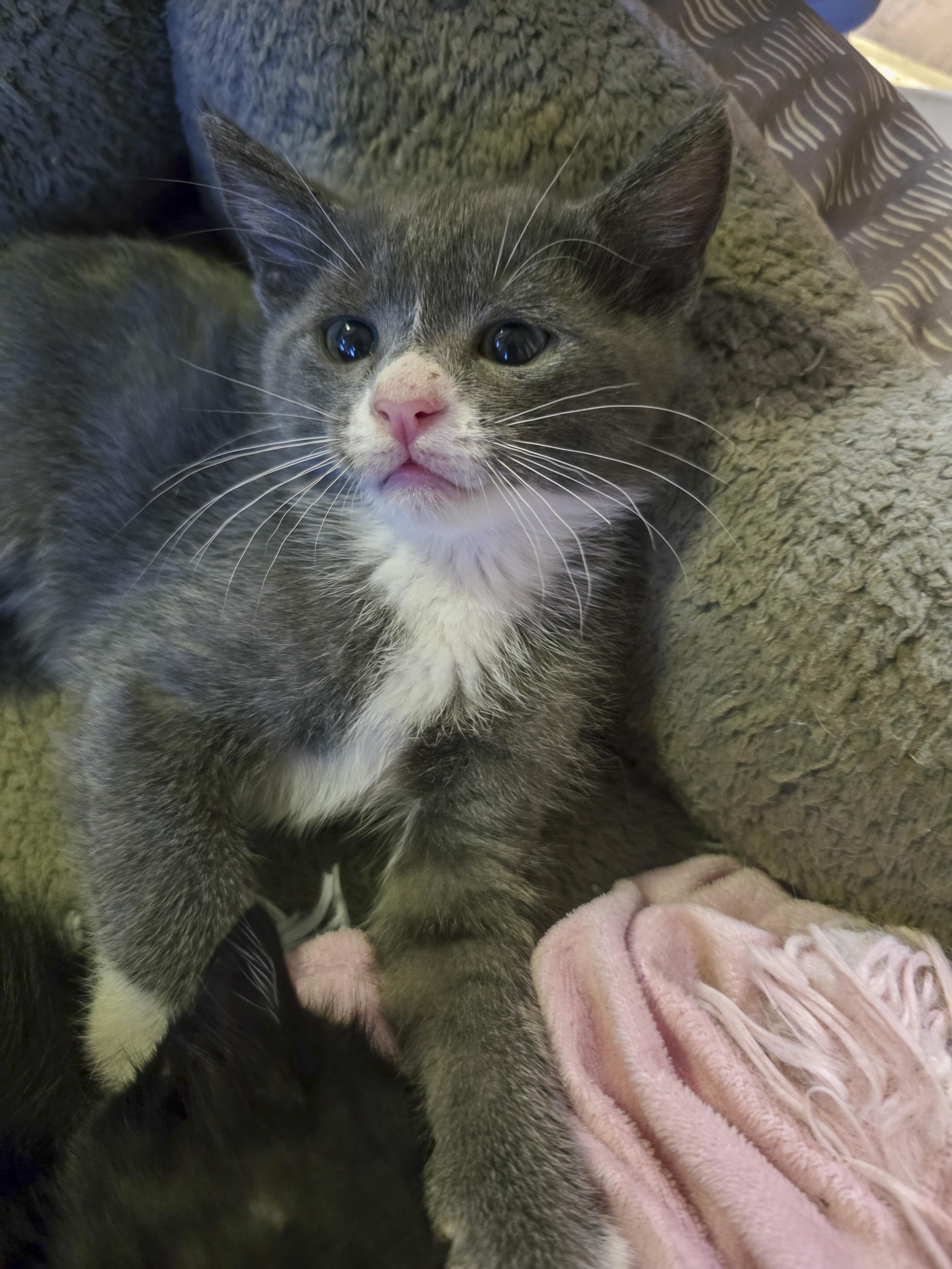 Liam, a Adoptable mixed breed in Vallejo, CA image 3/4