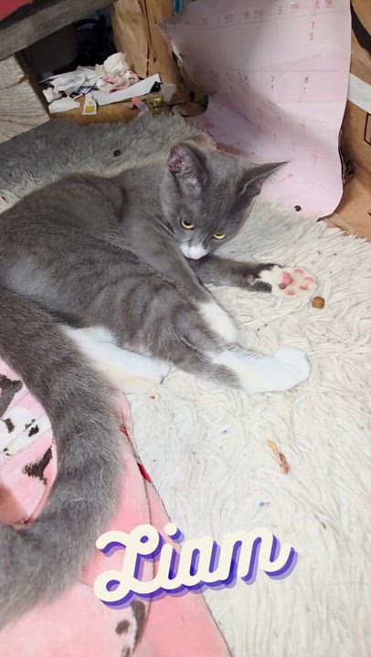 Enlarge Liam, a Adoptable mixed breed in Vallejo, CA video 1/4