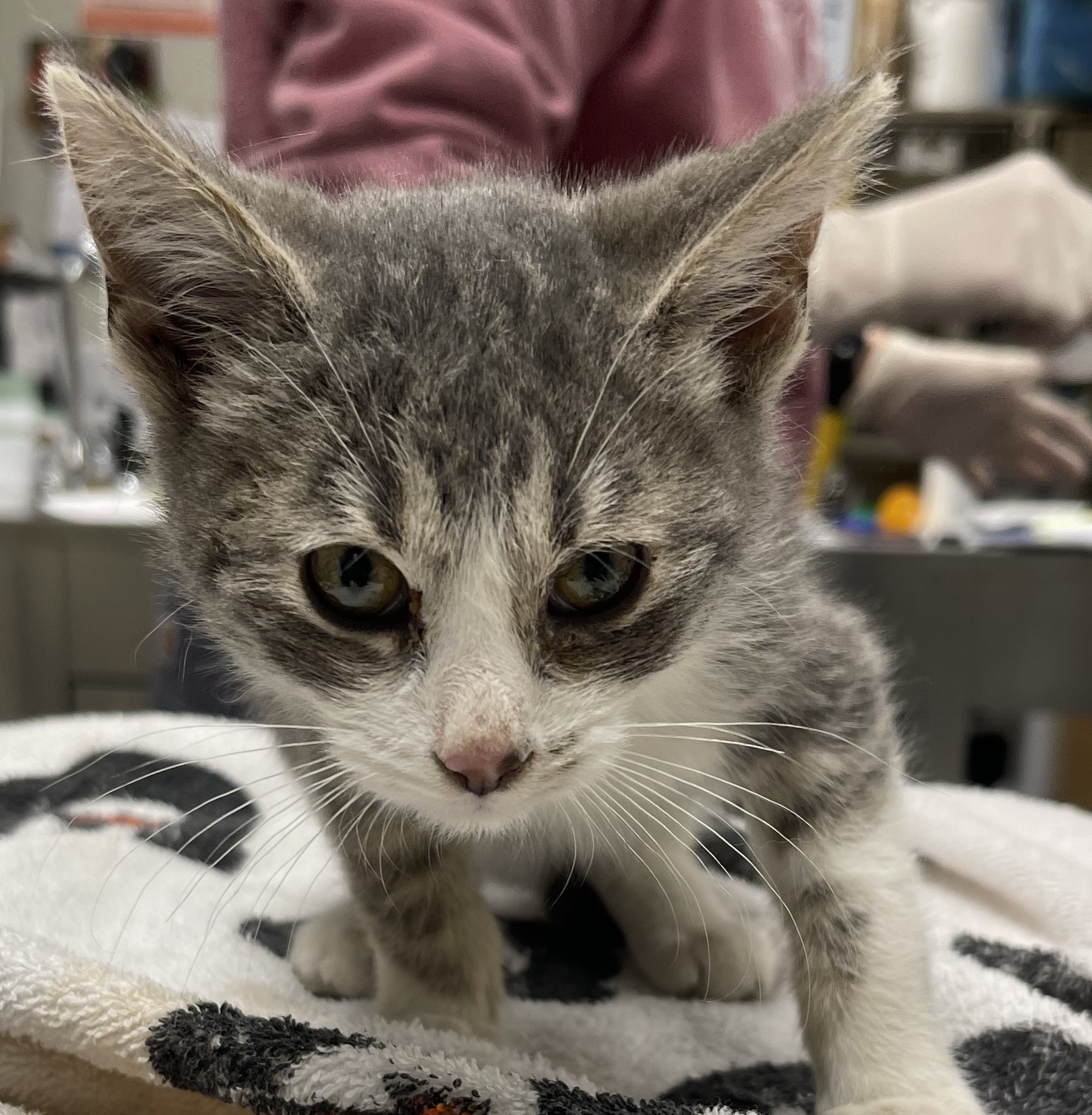 Cat for adoption Bacon Bits, a Domestic Short Hair in Saint Cloud, MN