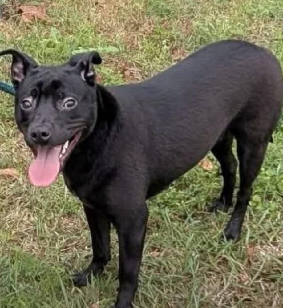 Siah, Adoptable, Young Female Mixed Breed.