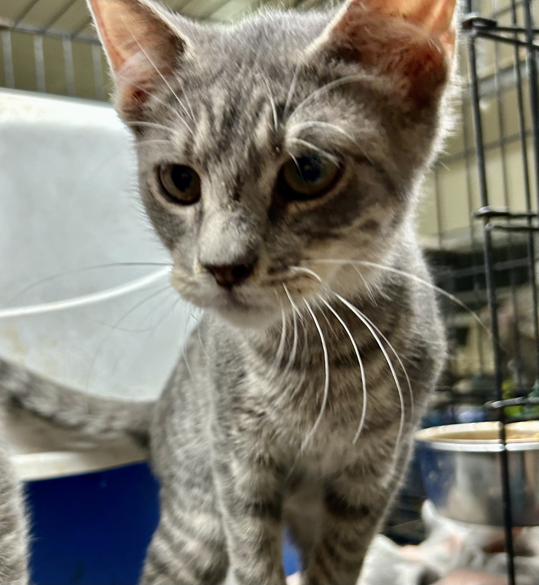 Jambalaya, a Adoptable mixed breed in New Orleans, LA image 1/4