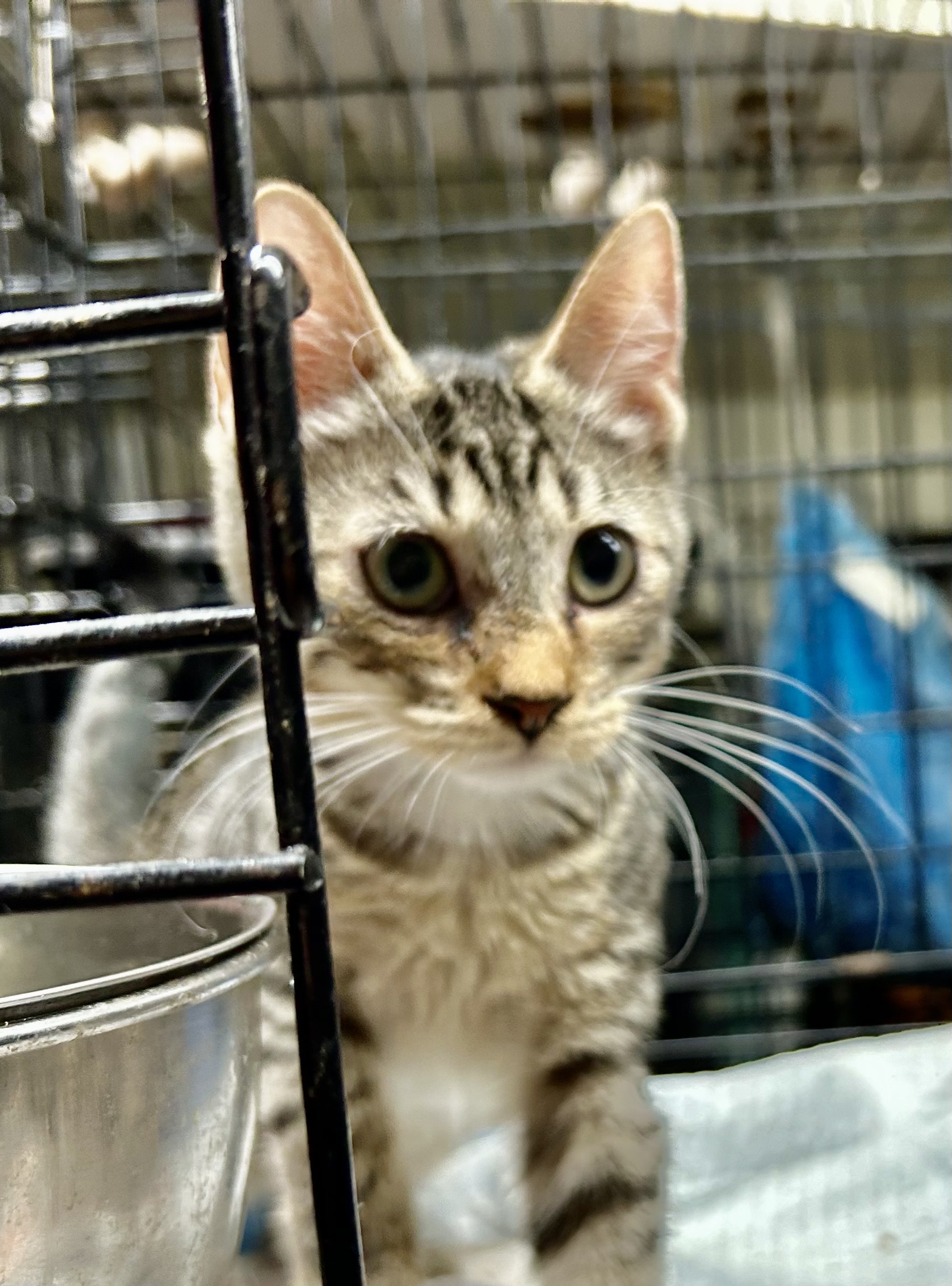 Jambalaya, a Adoptable mixed breed in New Orleans, LA image 2/4