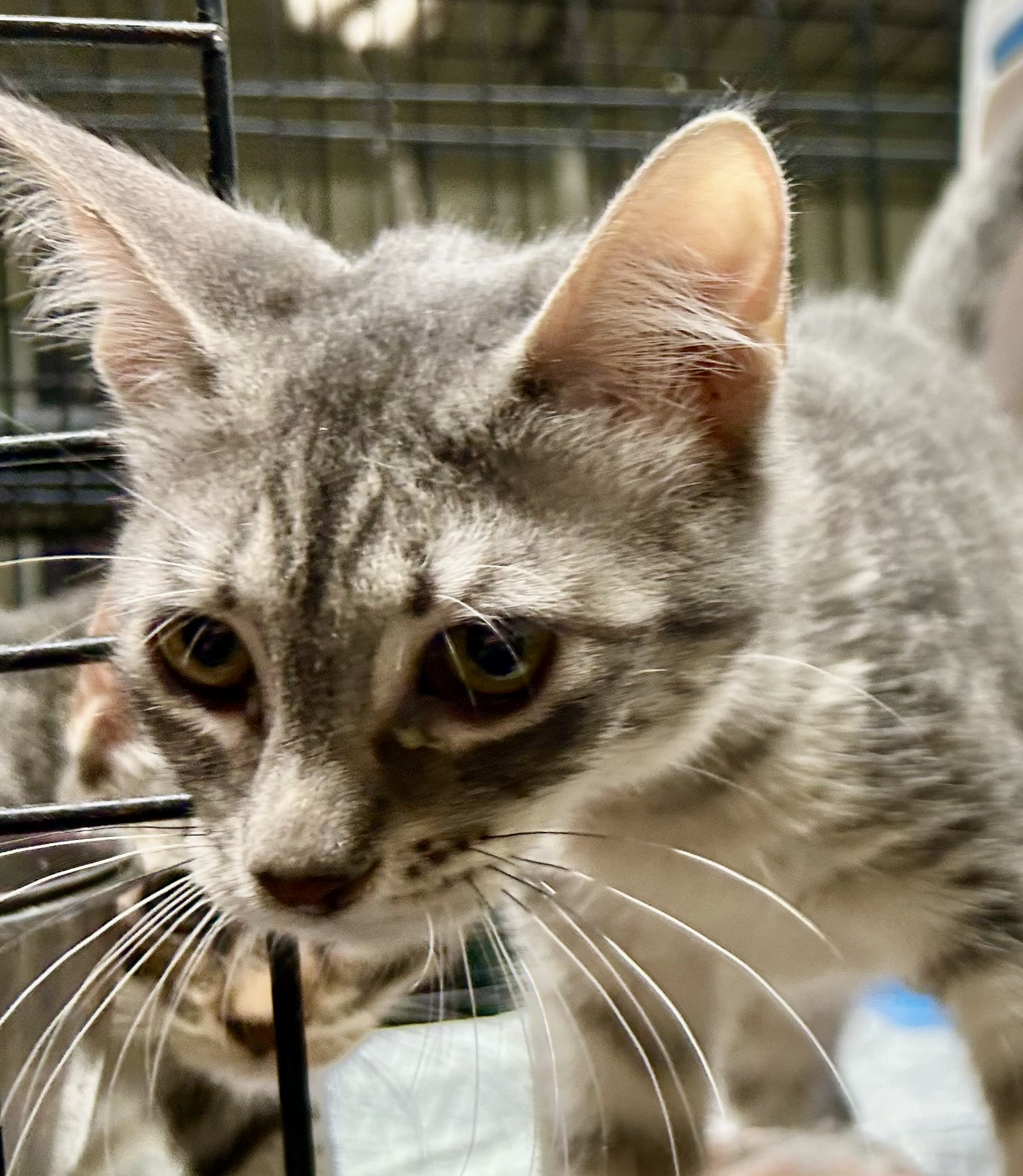 Jambalaya, an adoptable Tabby, American Shorthair in New Orleans, LA, 70175 | Photo Image 3