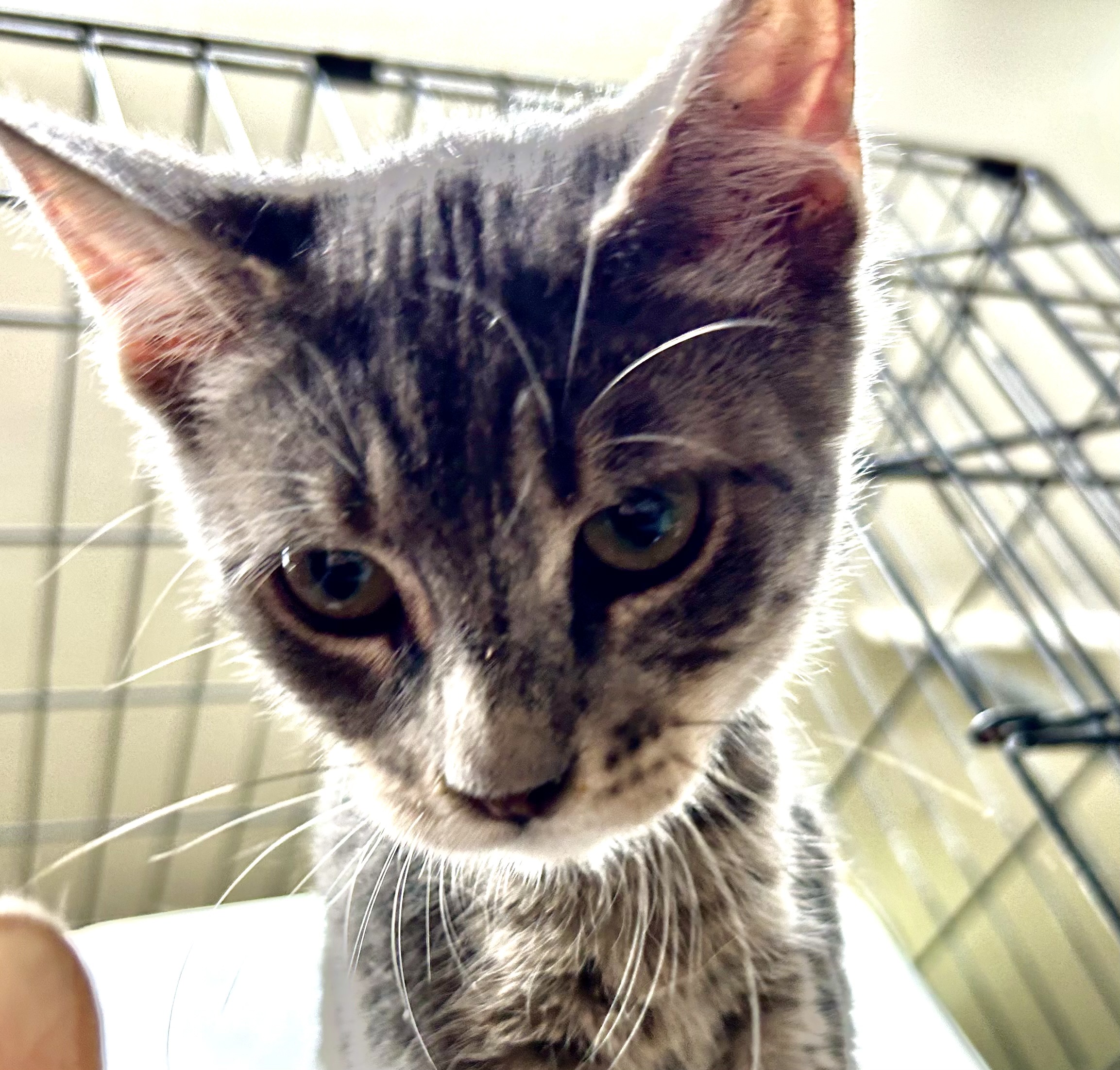 Jambalaya, an adoptable Tabby, American Shorthair in New Orleans, LA, 70175 | Photo Image 2